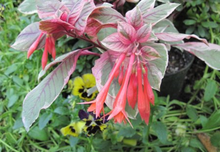 beautiful flowers stand for my camera - red, flowers, photography, yellow, green