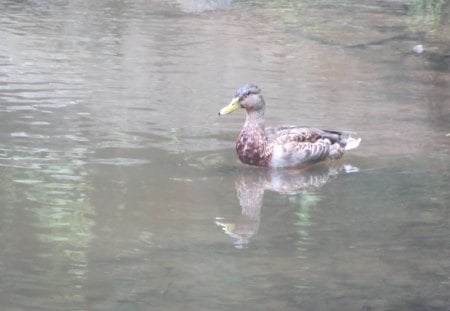 Duck In A Pond - daffy duck, duck, duck in a pond, pond, donald duck, ponds, ducks