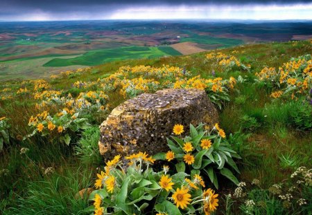 spring rain over rural fields - fields, flowers, rural, rain