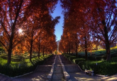 Step into Autumn - trees, turn, orange, steps, leaves, fall, stairs, autumn, red, green, line