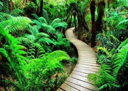 Fern Path to the Forest - greenery, fern, path, tropical, green, jungle, exotic, walkway, woods