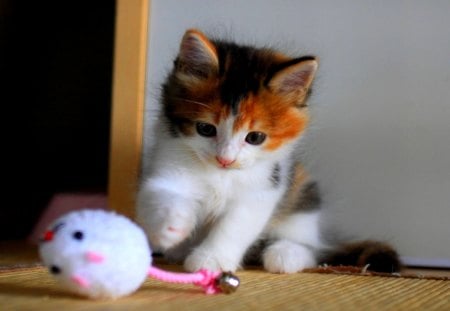 PLAYFUL KITTY - pet, kitten, playing, beautiful