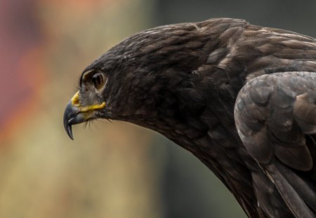 Hawk - macro, bird, hawk, photography