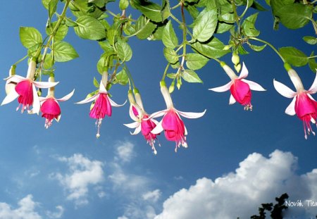 BOTANICAL BALLERINA - sky, clouds, pink and white, blooms, fuschia plant, flowers, plants