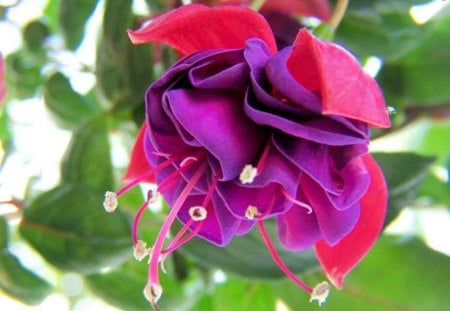 FASCINATING FUSCHIA - flowers, trees, purple, fuschia, plants, pink, leaves