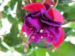 FASCINATING FUSCHIA