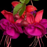 FUSCHIA FLOWERS