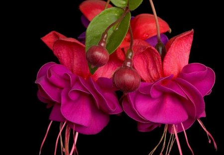 FUSCHIA FLOWERS - buds, pinks, gardens, flowers, black background, plants, purples