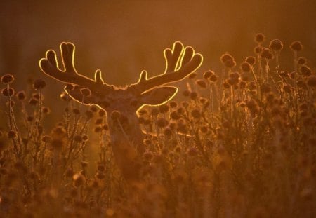 GLOW OF DUSK - fields, evening, sunsets, flowers, nightfall, halo, deer, antlers, animals