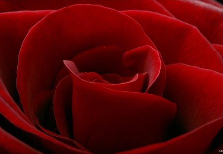 RED- RED -WINE - rose, flower, red, close