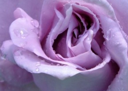 LAVENDER ROSE - rose, flower, droplets, water