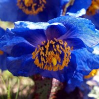 *** Blue Poppy Flowers ***