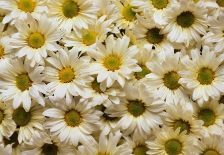 ~Daisies~ - flowers, daisies, lovely, nature