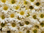 ~Daisies~