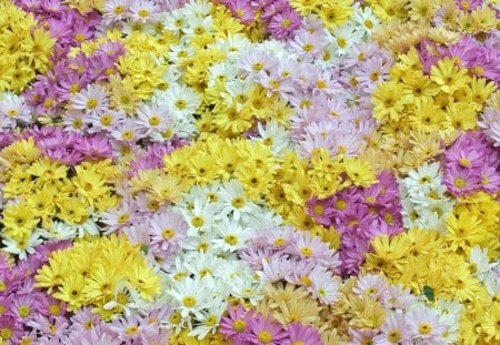 Charming Daisies - yellow, pink, colors, flowers, daisies