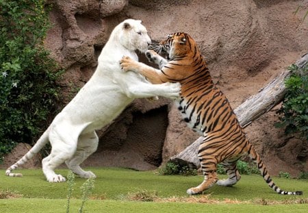 *** TIGERS *** - white, beige, color, tigers, tiger, animals