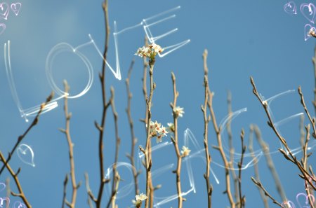 Love Peace - flower, love, photography, peace