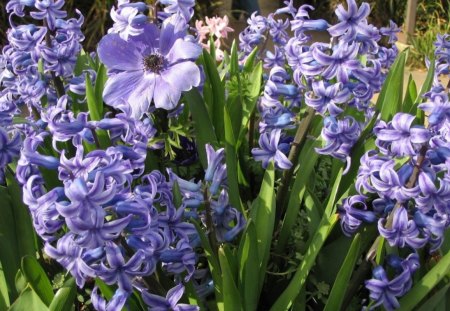 *** Purple Hyacinths *** - flowers, purple, hyacinths, nature