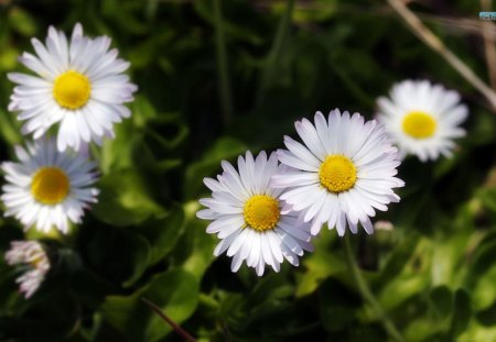 Pleasant Daisies - nature, flowers, daisies, spring