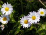 Pleasant Daisies