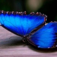 For Flutterby1949 & Monarch