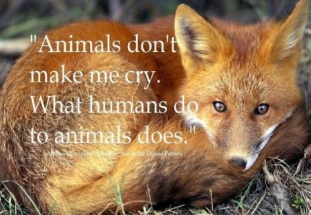 Animals Don't Make Me Cry