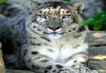 Snow Leopard  for GoogleHead {Carl} - nature, snow leopard, cat, animals, carl