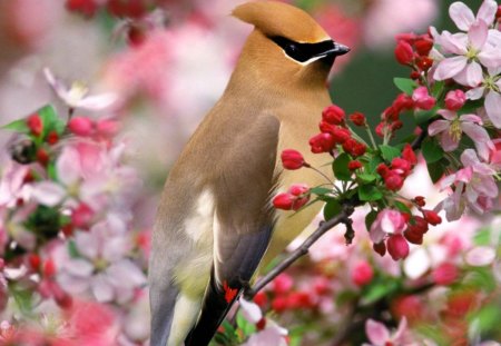 bird of spring - nature, beauty, animals, paradise