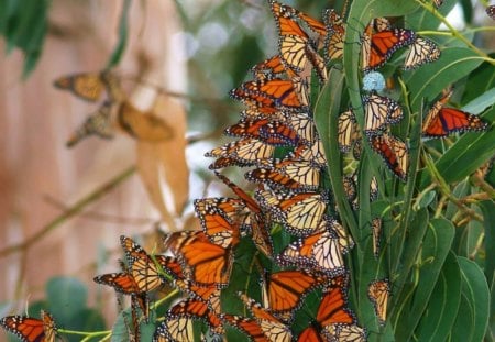 butterflies net - beauty, paradise, nature, animals