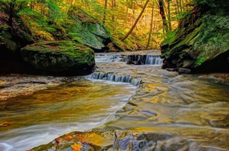 Autumn in the forest - yellow, motley, trees, shrubs, creek