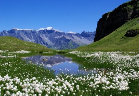 Sunny Day - flowers, lake, mountain, sunny day