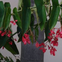 Bleeding heart begonia