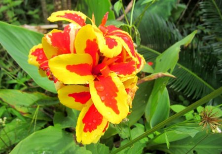 Mountain flower - flower, wild flower, raindrops, mountain, colorful