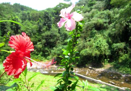 Hibiscus rosa-sinensis L. - malaysia national flower, grasses, valley, queen of tropics