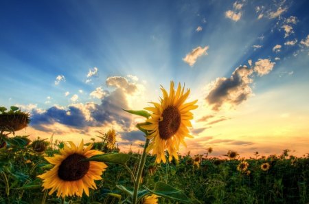 sunflowers - flowers, field, sunflowers, nature