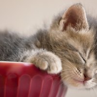 sleeping kitty in a pot