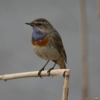 Bluethroat