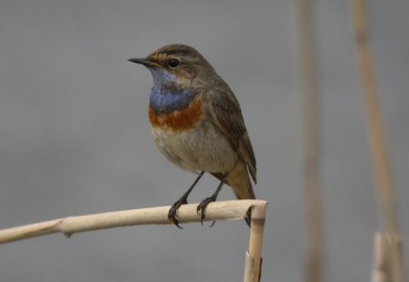 Bluethroat - british birds, twitchers, bluethroat, birds