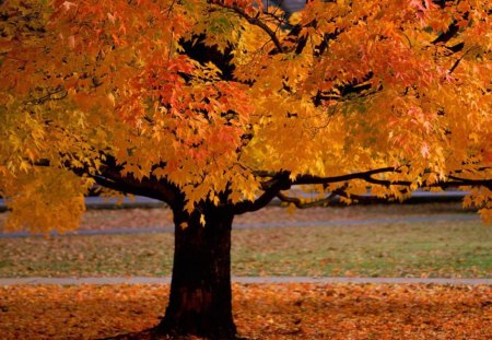 The Colors Of Fall - fall, fall leaves, autumn, autumn colors, fall in the park, autumn leaves, fall colors, autmn in the park