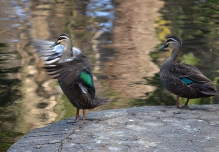 Photo shoot today in the Botanical Gardens Brisbane - duck, australia, brisbane, garden