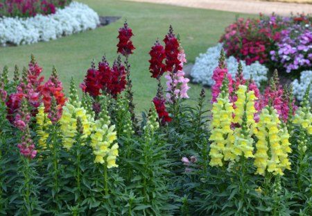 Brisbane Australia Botanical Garden - flowers, garden, photography, snapdragons