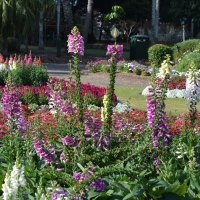 Botanical Gardens Brisbane Australia