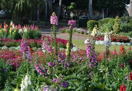 Botanical Gardens Brisbane Australia - flowers, brisbane, photography, australia