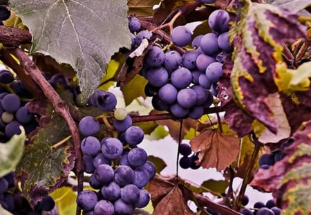 Grapes on the Viine - vines, leaves, purple, grapes