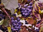 Grapes on the Viine