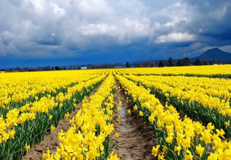 Field of daffodils - pretty, yellow, summer, blue, meadow, daffodils, flowers, countryside, field, nice, sky, clouds, beautiful, lovely, rows, harmony, nature