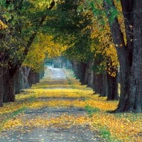 Autumn Road