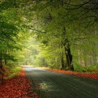 Autumn Trail