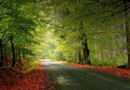 Autumn Trail - fall leaves, fall, fall colors, fall trees, beautiful autumn, autumn road, autumn leaves, autumn trail, autumn colors, autumn trees, fall trail