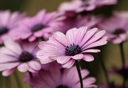 Purple flowers - flowers, nature, purple, daisy, petals, plant, outside